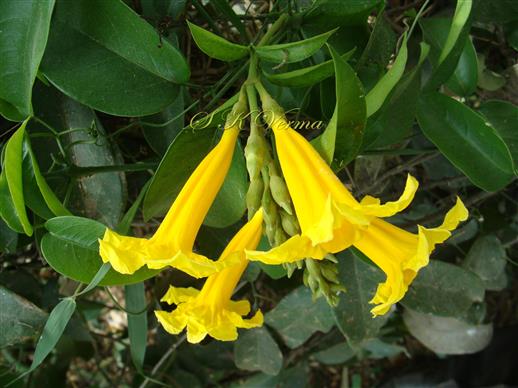  Inflorescence